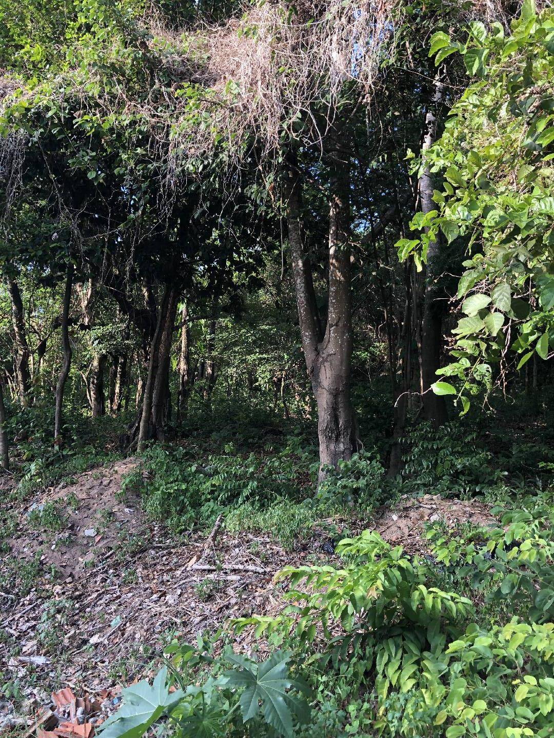 Terreno, 2660 m² - Foto 6