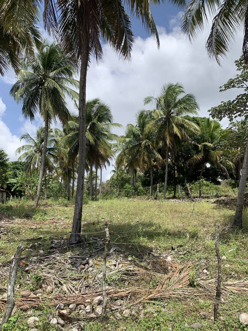 Terreno, 7 hectares - Foto 4