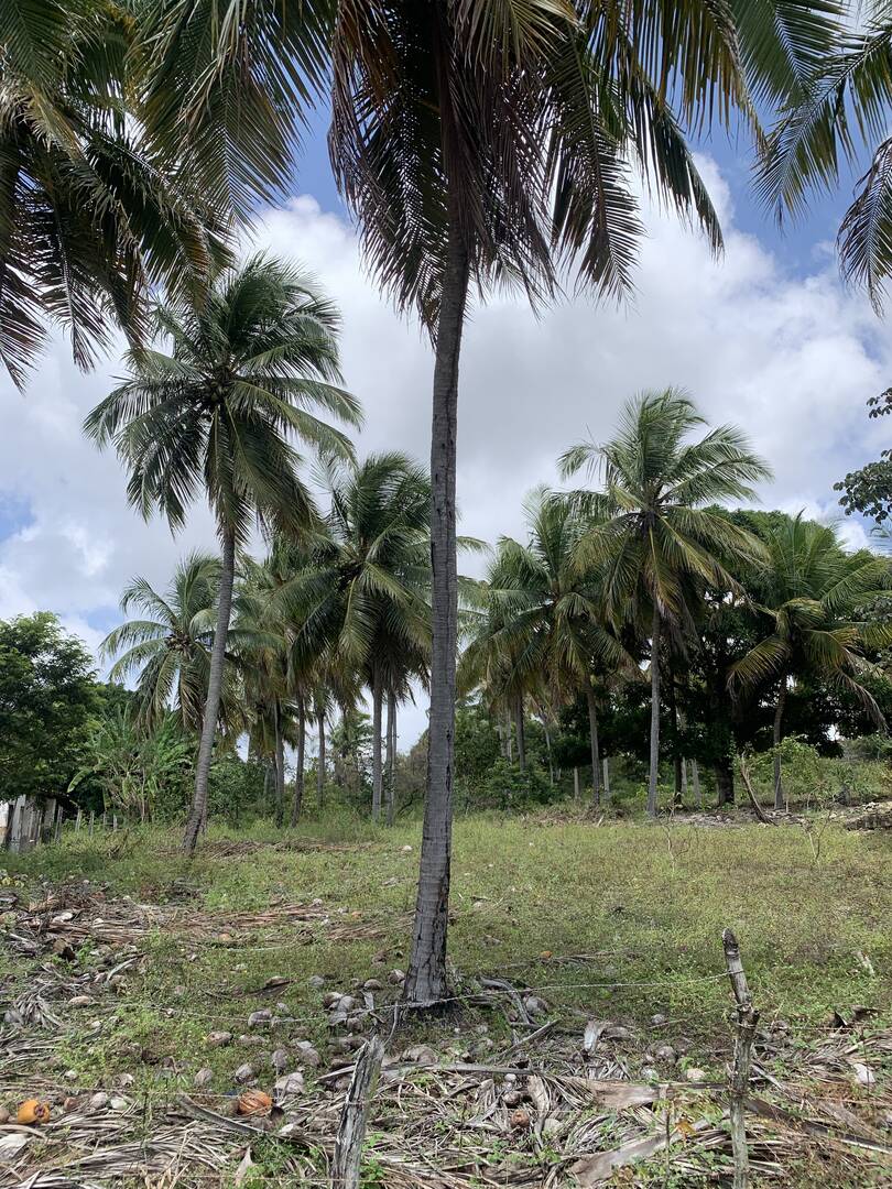 Terreno, 7 hectares - Foto 10