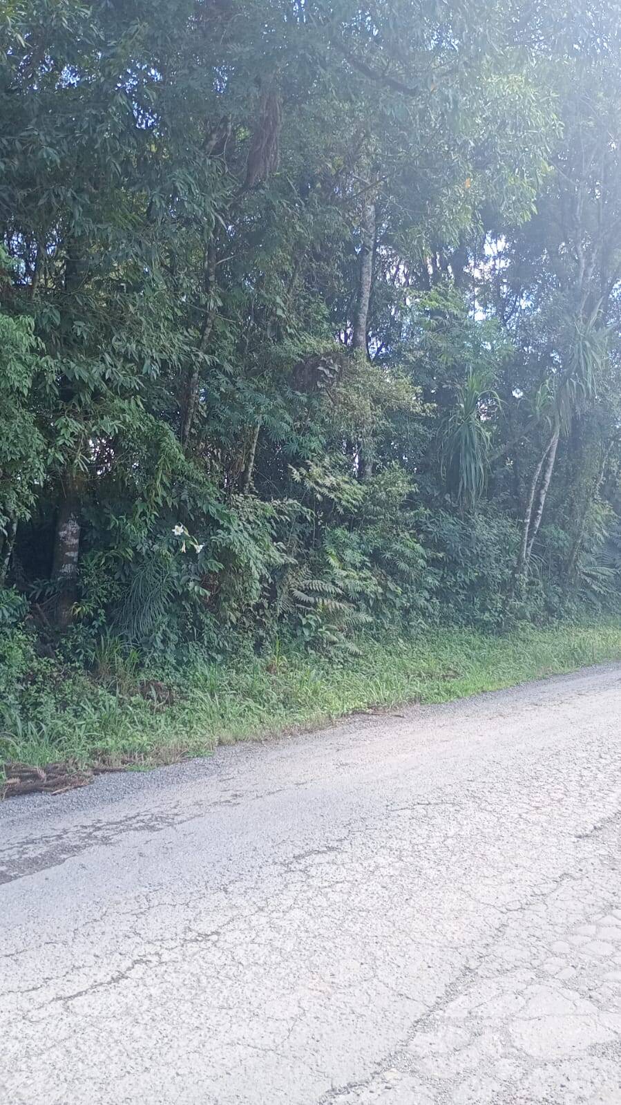 Terreno, 4 hectares - Foto 3