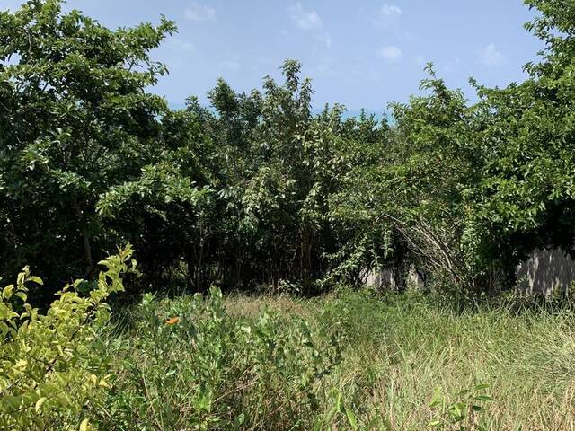 Terreno para Venda em Tibau do Sul - 5