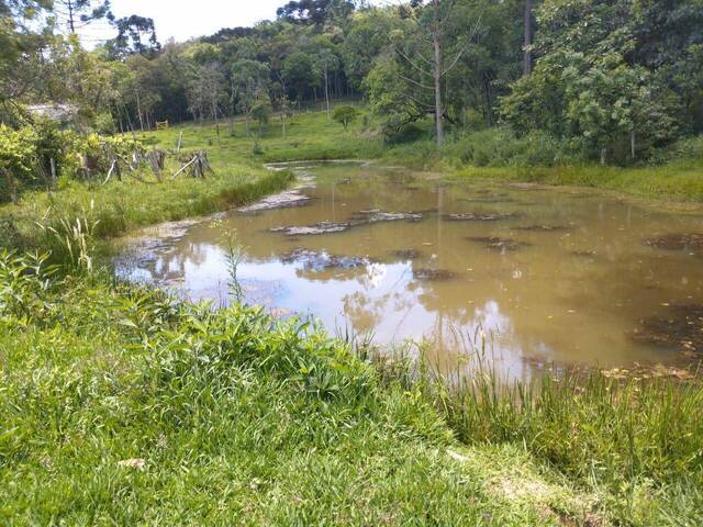 Área para Venda em Campo Largo - 4