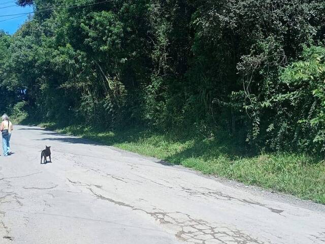 Chácara para Venda em Colombo - 4